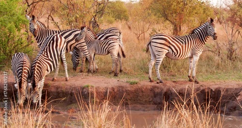 Herd of zebras drinks from a pond early in the morning.
