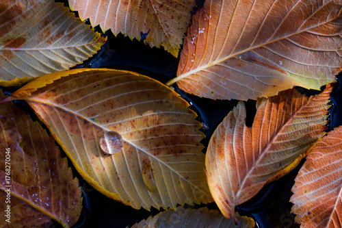 Autumn Leaves with Water Droplet
