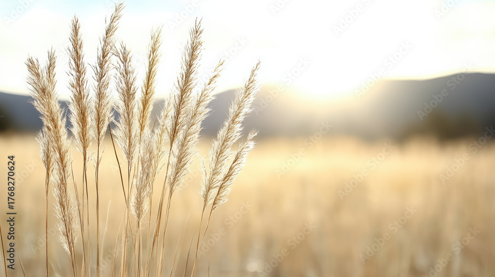 Obraz premium Golden light reflecting on gentle grass creates warm, natural atmosphere in serene landscape