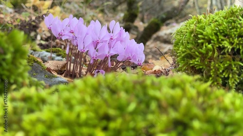 Cyclamen blossoms illuminated by gentle forest light, symbolizing elegance and calmness of nature. Ideal for art and design projects.