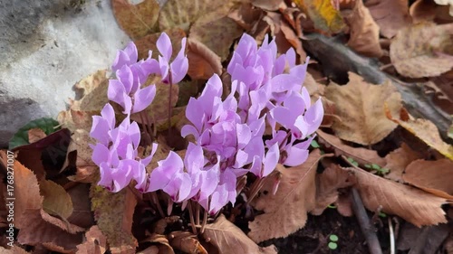 Wild Cyclamen Flowers in Natural Woodland Habitat