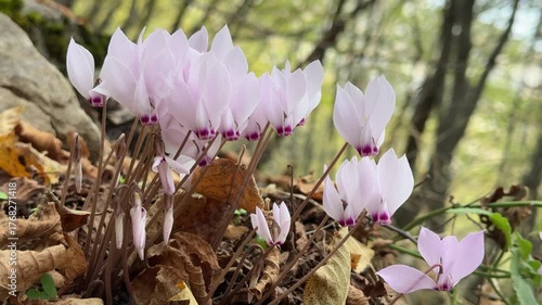 Gentle Pink Cyclamen Flower Symbolizing Purity and Calm