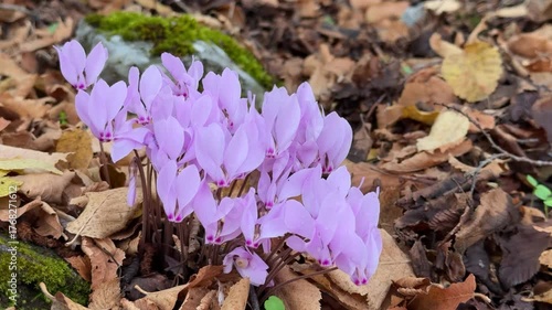 Wild Cyclamen in Forest Representing Beauty of Nature