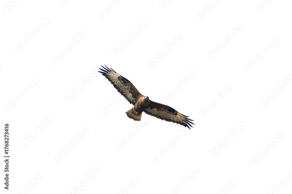 Obraz premium Long-legged Buzzard or a Crested Honey Buzzard isolated background