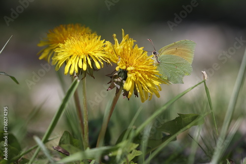 beautiful cleopatra butterfly on a dandelion flower
