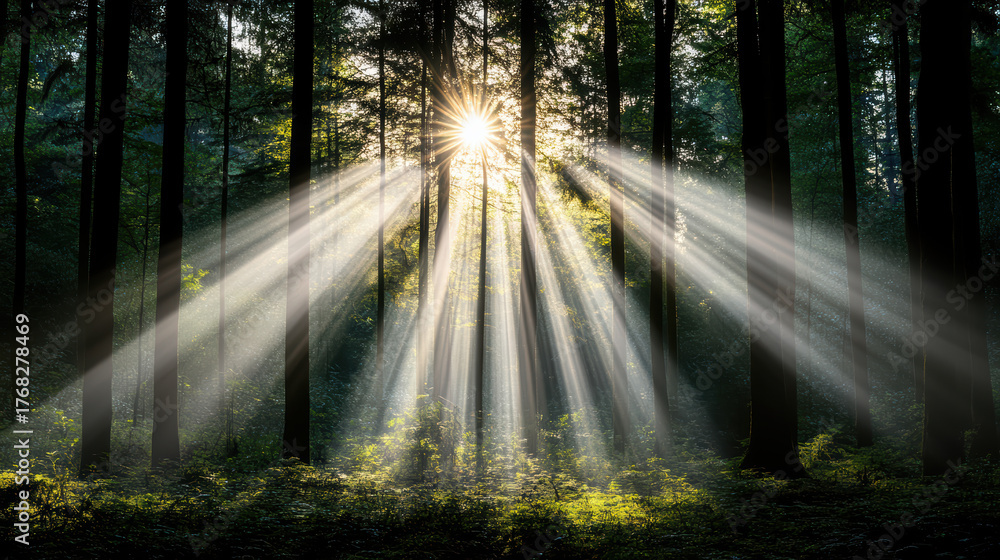 Obraz premium Luminous forest with sunlight streaming through trees, creating serene atmosphere