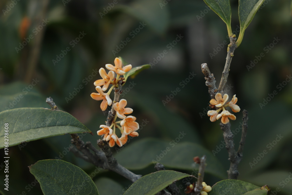 Fototapeta premium Osmanthus Fragrans Winter Blossoms
