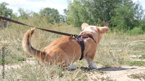 cori sniffing something in grass