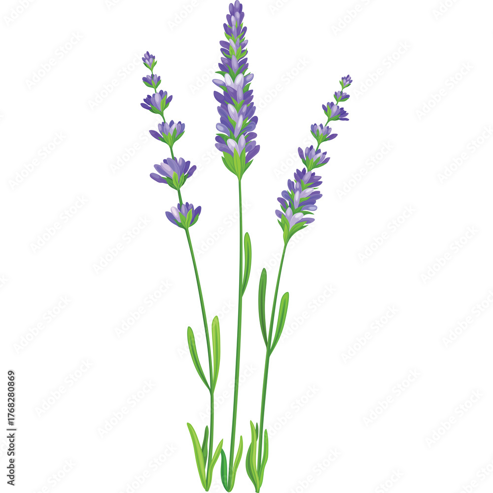 Naklejka premium Purple Lavender Flowers with Green Stems and Leaves on Transparent Background Detailed Botanical Illustration