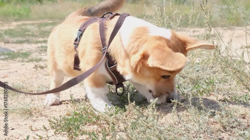 cori sniffing something in grass