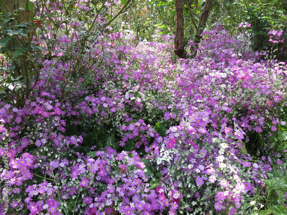 Obraz premium Purple Primrose Flowers Blooming in Sunlit Woodland
