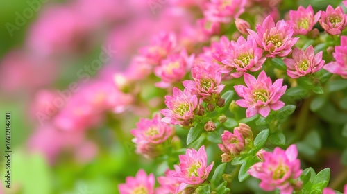 Pink flowers with green leaves in a garden setting.