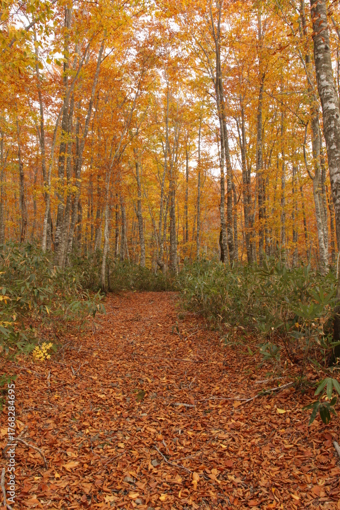 Obraz premium 秋の紅葉した森