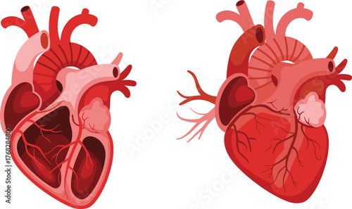 Human heart anatomy comparison showing internal cross-section and external structure for medical, educational, and cardiovascular physiology illustration purposes