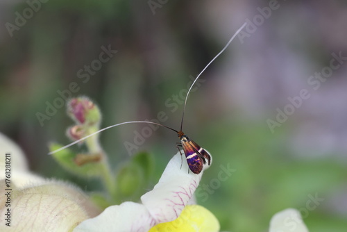 Männchen der Gelbband-Langhornmotte auf einer Blüte