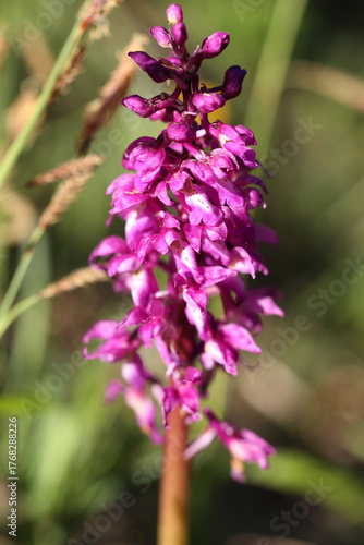 Blütenstand des Männlichen Knabenkrautes in der Sonne im Frühling