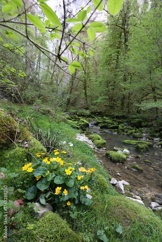 Spring in a shady forest with a little mossy river
