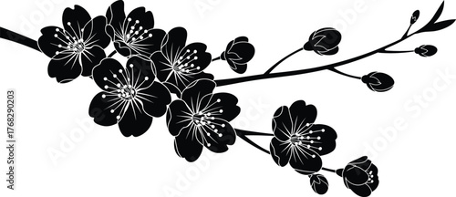 Vector cherry blossom branch silhouette with flowers and buds, Japanese sakura floral design illustration for spring nature art and decoration