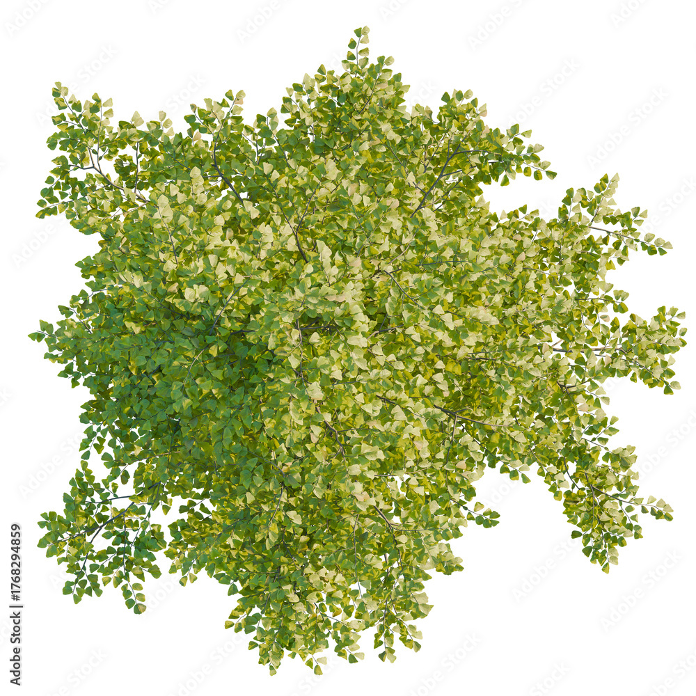Fototapeta premium Alnus cremastogyne tree plan, top view, cutout, transparent background, isolate, Lush ginkgo tree foliage from above for garden design or landscaping plans