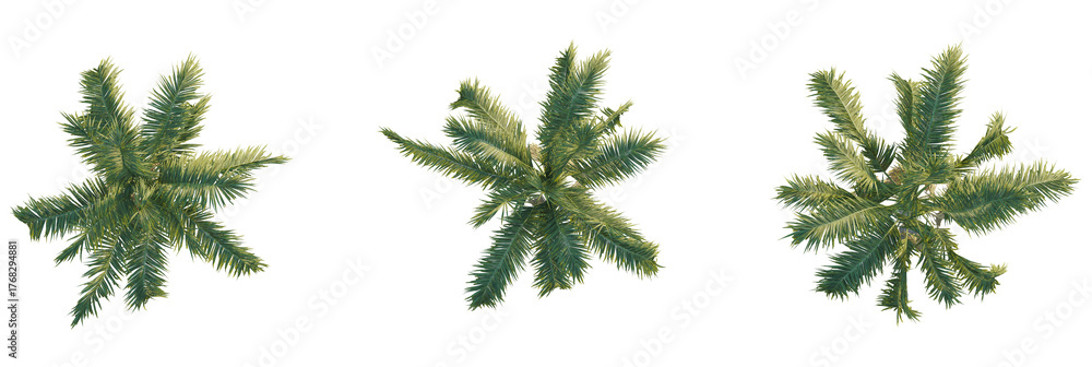 Naklejka premium Archontophoenix cunninghamiana tree plan, top view, cutout, transparent background, isolate, Three vibrant palm trees provide a tropical, exotic, sunny island vibe