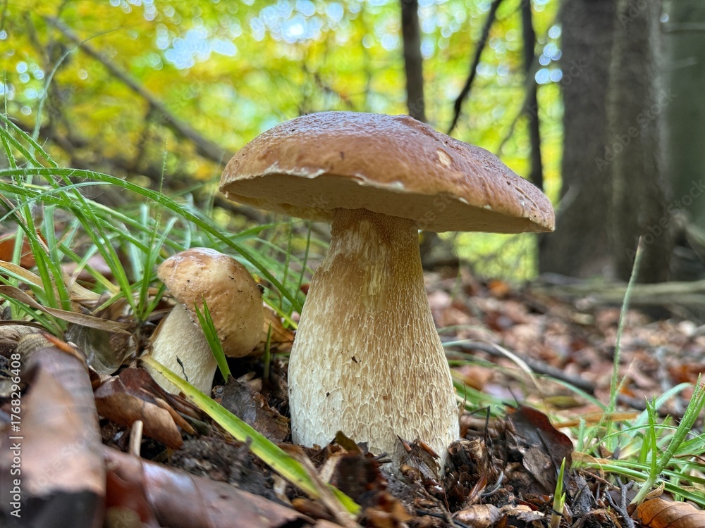 Fototapeta premium Beautiful wild cep mushroom growing in forest environment with sunlight filtering through the trees. Wild Boletus edulis mushroom in a sunlit forest with lush greenery, displaying nature s beauty dur