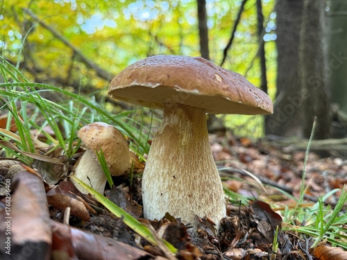 
Beautiful wild cep mushroom growing in forest environment with sunlight filtering through the trees. Wild Boletus edulis mushroom in a sunlit forest with lush greenery, displaying nature s beauty dur
