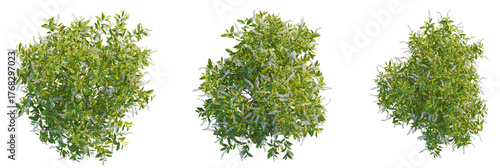 фотографія Itea virginica tree plan, top view, cutout, transparent background, isolate, Thr