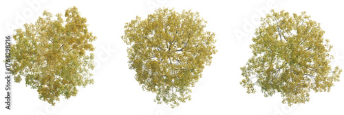 Sorbus commixta tree plan, top view, cutout, transparent background, isolate, Vibrant autumn trees captured from above, perfect for nature scenes