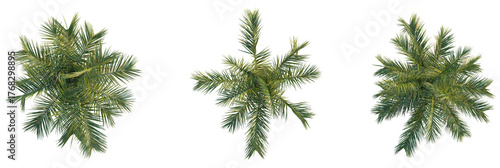 Butia capitata tree plan, top view, cutout, transparent background, isolate, Lush green palm tree tops viewed from directly above, perfect for design