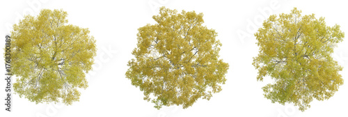 Quercus phellos tree plan, top view, cutout, transparent background, isolate, Three vibrant autumn trees with golden yellow foliage viewed from directly above