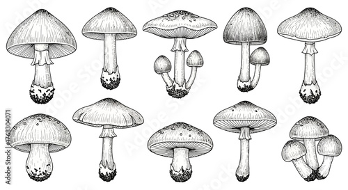 Hand-Drawn Wild Mushroom Vector Set: Botanical Fungi Sketch Collection
