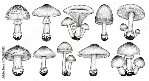 Hand-Drawn Wild Mushroom Vector Set: Botanical Fungi Sketch Collection