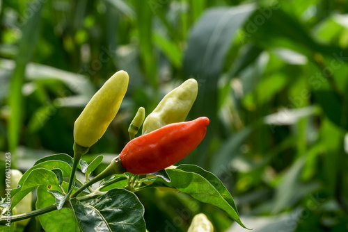 Chili plants bear fruit abundantly