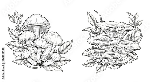 Botanical Mushroom and Leaf Line Art Vector: Hand-Drawn Fungi Sketch