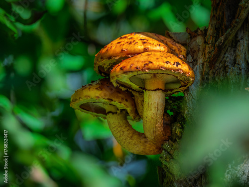 Orange mushrooms on a tree trunk