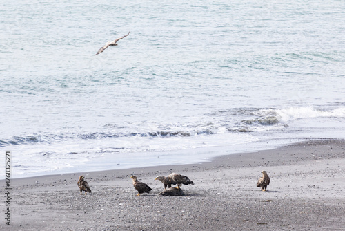 Papier peint A flock of white-tailed eagles near a dead seal on the ocean shore