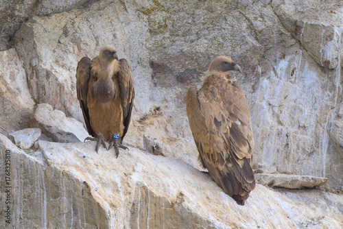 Buitres leonados en su buitrera en la Sierra de Guadarrama