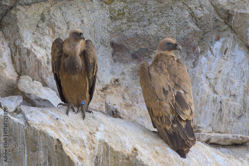 Buitres leonados en su buitrera en la Sierra de Guadarrama