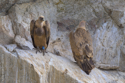 Buitres leonados en su buitrera en la Sierra de Guadarrama