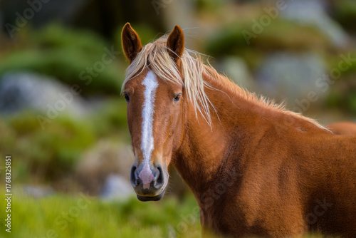 Caballos salvajes en la Sierra de Guadarrama