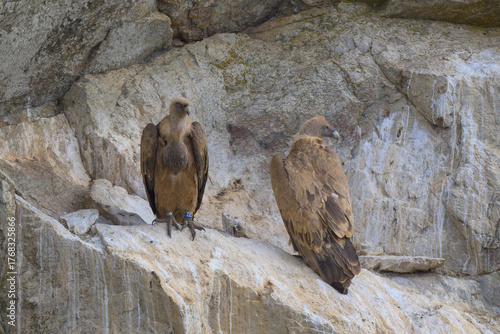 Buitres leonados en su buitrera en la Sierra de Guadarrama