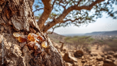 frankincense. Frankincense tree in dry African landscape with glistening resin tears. gardening catalogs, home-decor guides, designed for home decor and floral branding, used by teachers.