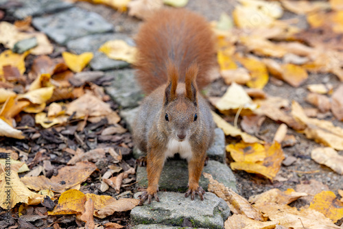 Squirrel in the park