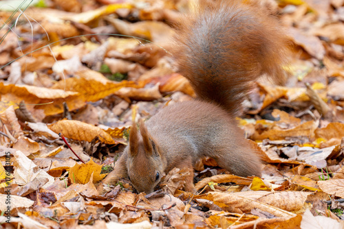 Squirrel in the park