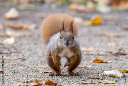 Squirrel in the park