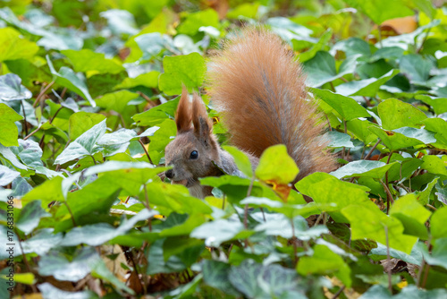 Squirrel in the park