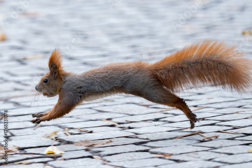 Squirrel in the park