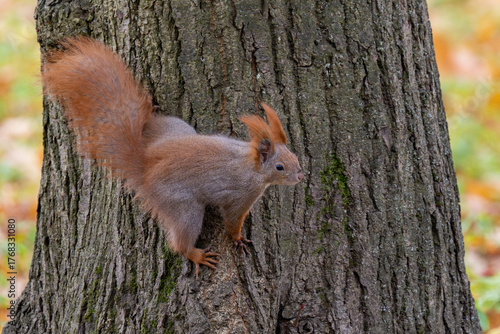 Squirrel in the park