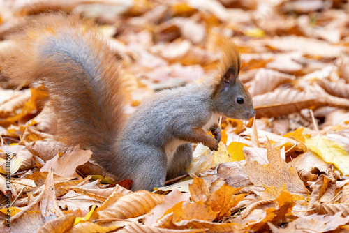 Squirrel in the park