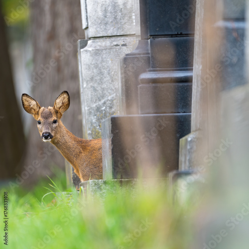 young roe deer on viennas zentralfriedhof cementary